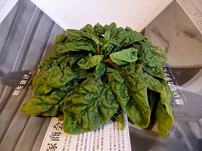 寒ちぢみほうれん草|大地を守る会 基本お試しセット(980円)