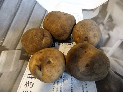 じゃがいも|大地を守る会 基本お試しセット(980円)